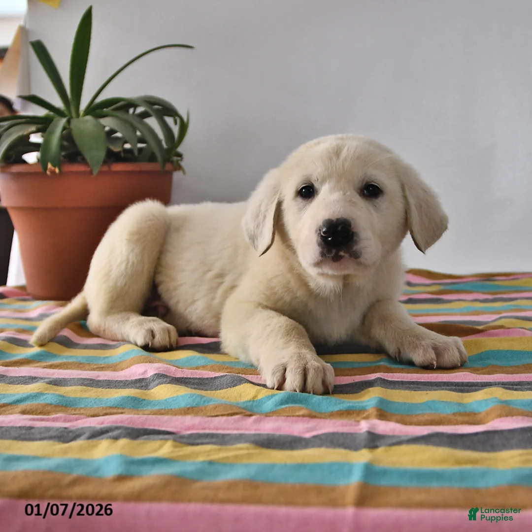 Mixed Breed dogs for sale: Buster - Ad 1