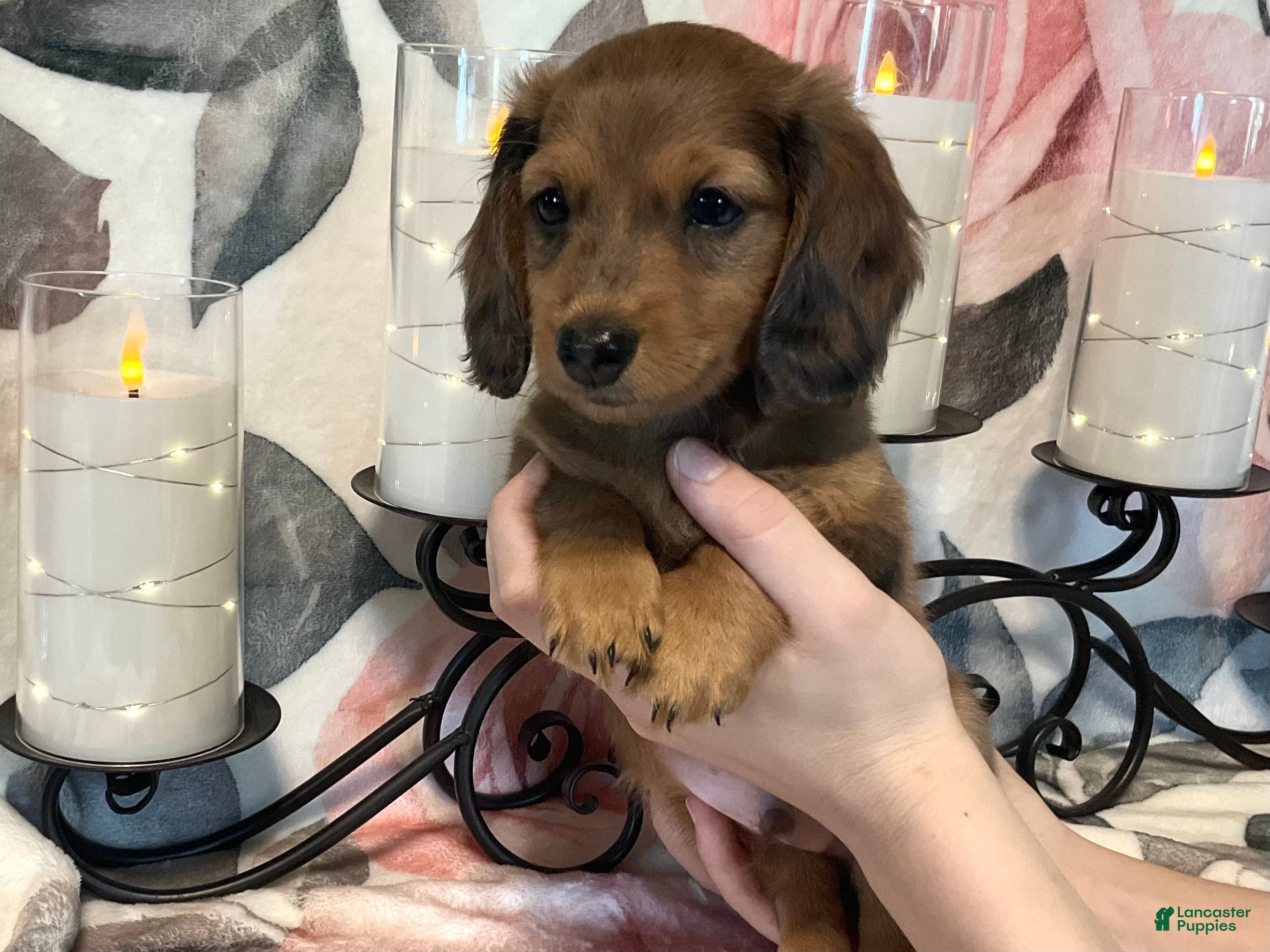 Miniature Dachshund dogs Teddy - Red Dapple - Ad 1