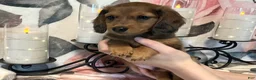 Miniature Dachshund dogs for sale: Teddy - Red Dapple - Ad 7
