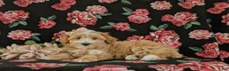 Maltipoo dogs for sale: Serefina 7 lbs Full Grown - Ad 6