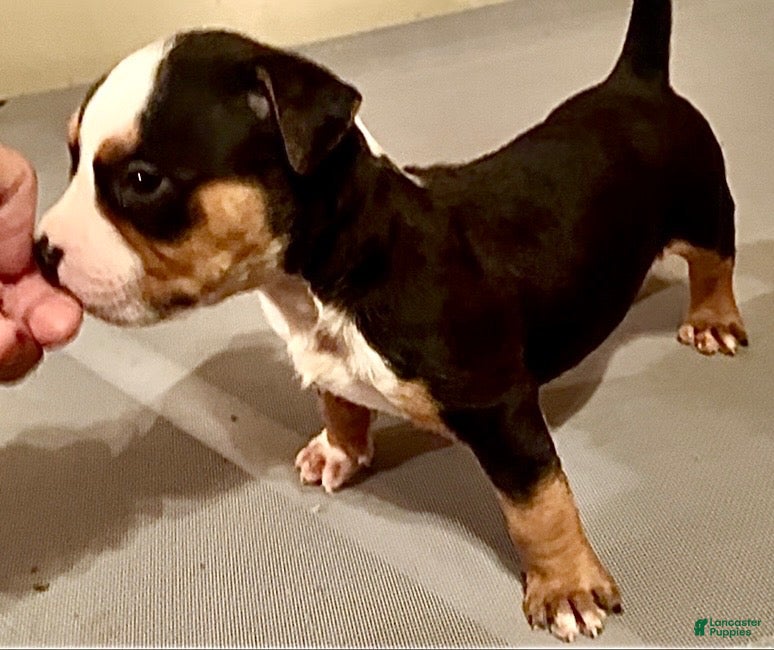 American Bully dogs American Bully 4 - Ad 1