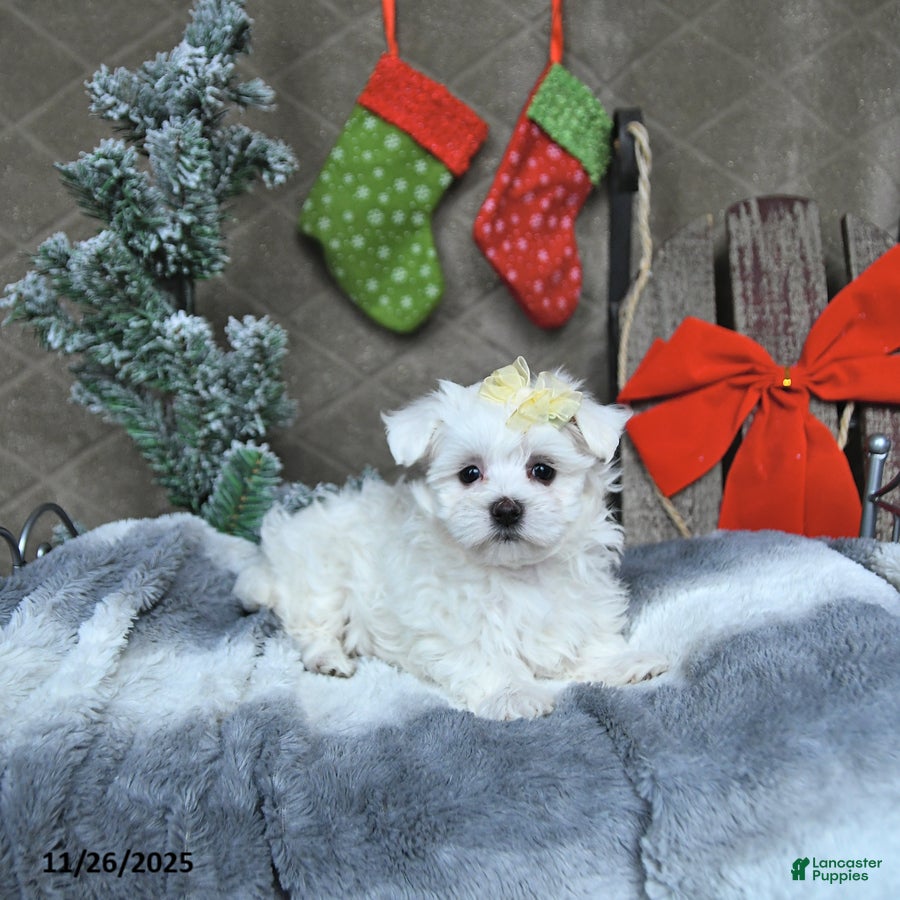 Maltese dogs Angel EXTRA SMALL - Ad 19
