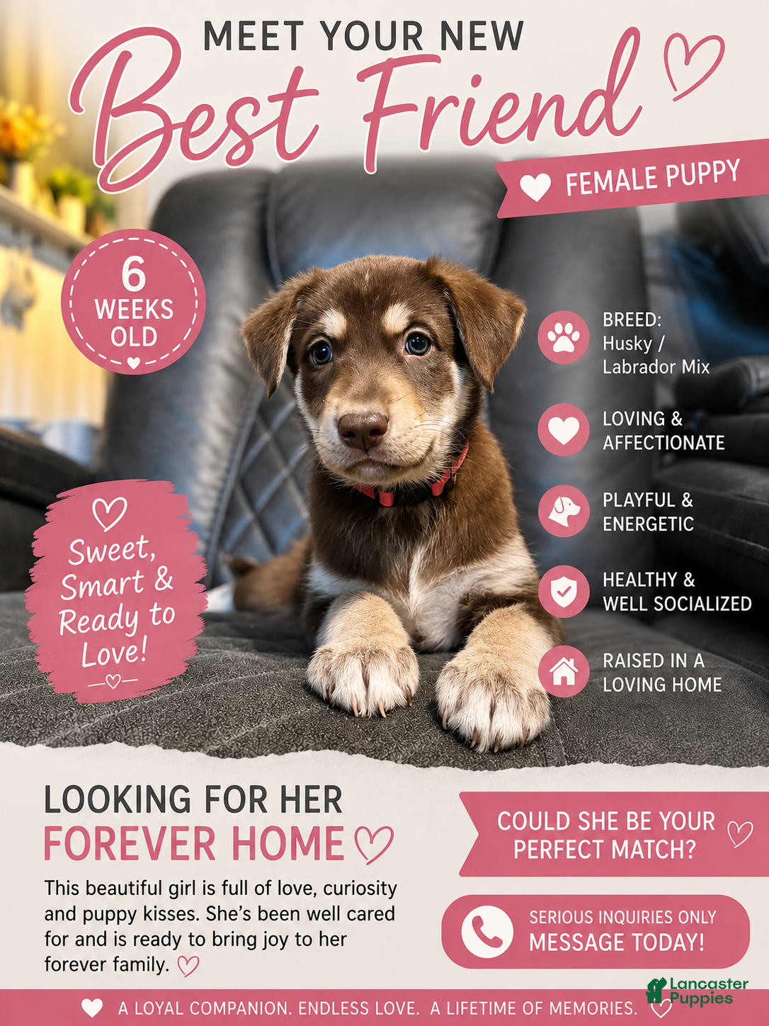 Mixed Breed dogs for sale: Nellie - Ad 1