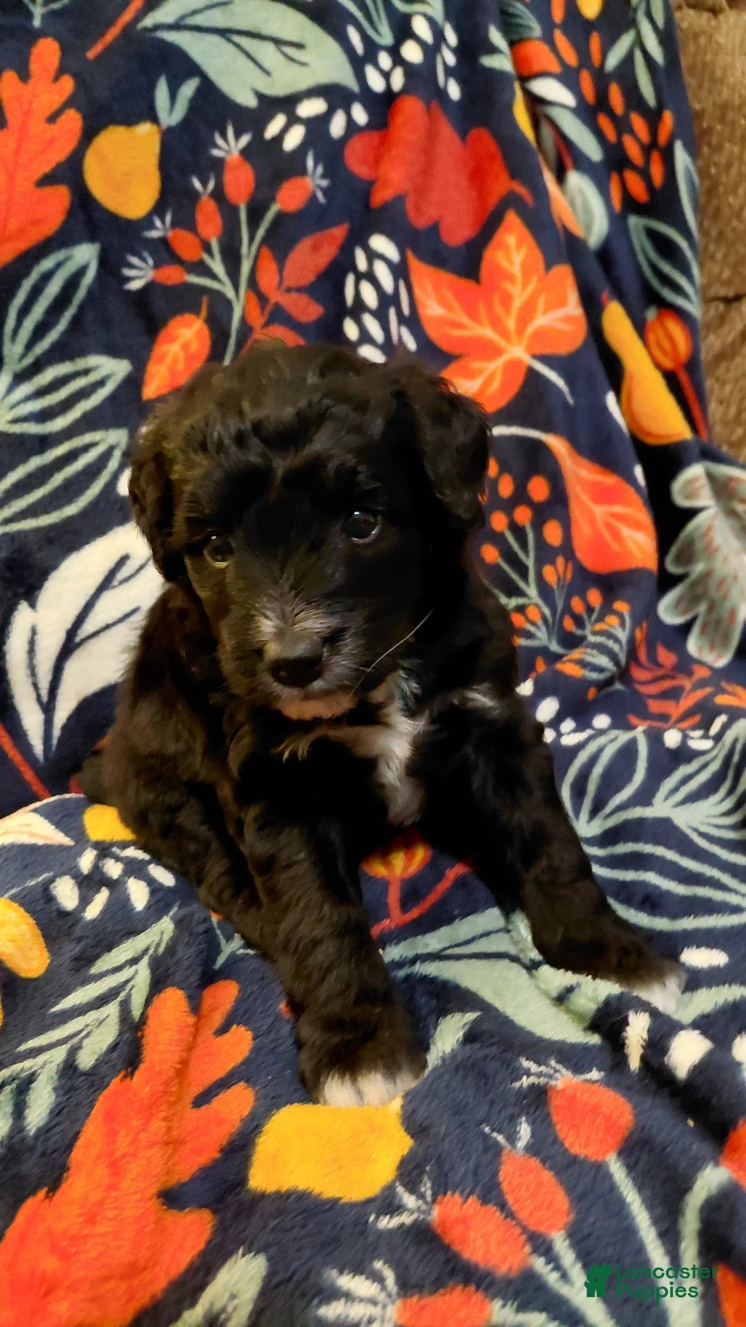 Mini Goldendoodle dogs for sale: Mountain Goldendoodle - Roxie - Ad 2
