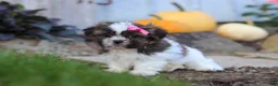 Shih Tzu dogs for sale: Daisy - Ad 5