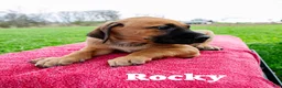 Rhodesian Ridgeback dogs for sale: Rocky - Ad 2