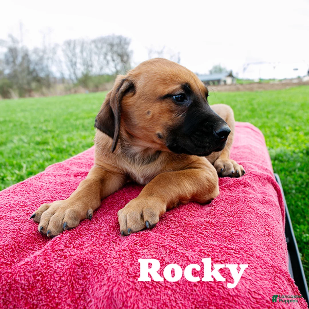Rhodesian Ridgeback dogs for sale: Rocky - Ad 2