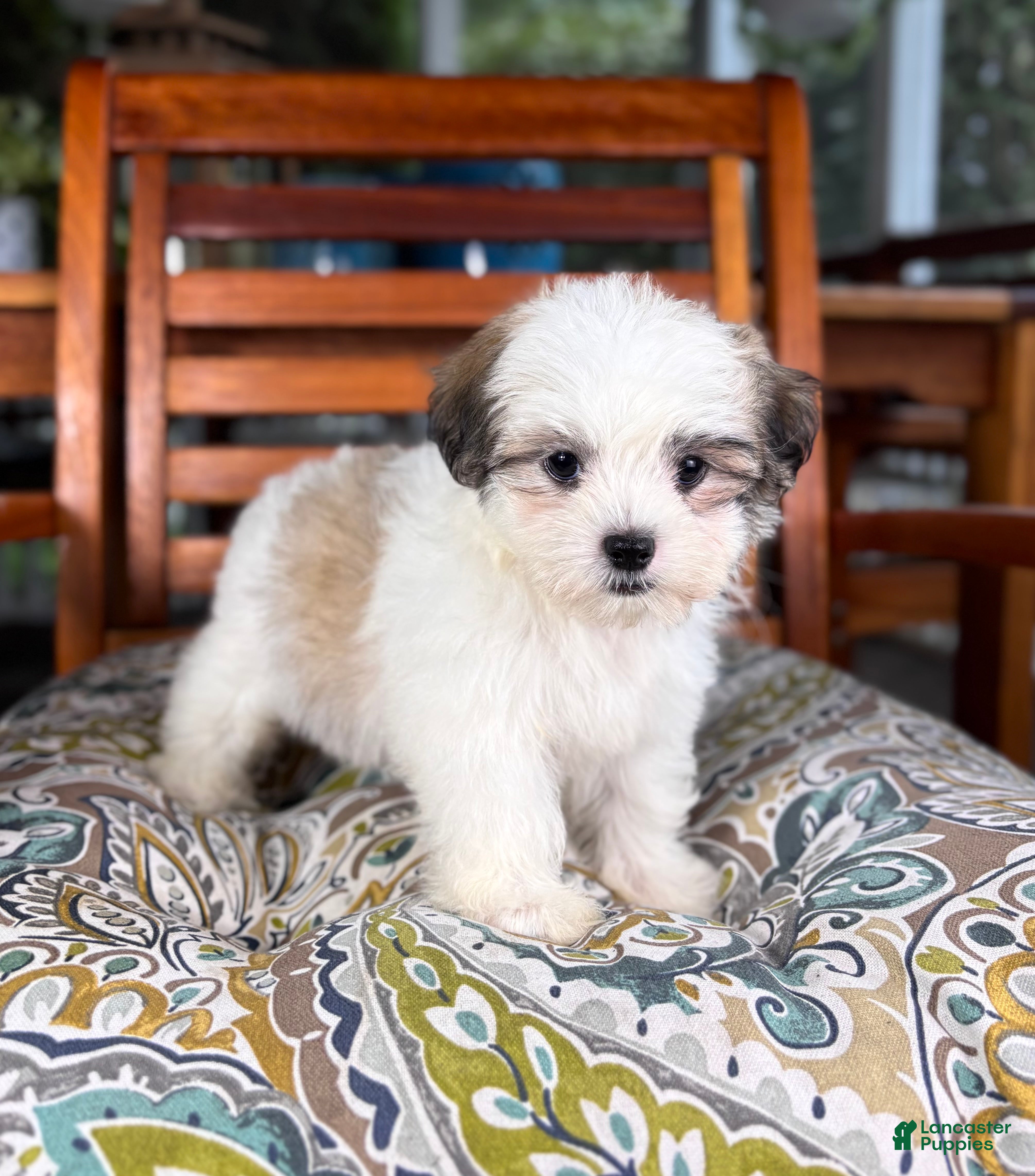 Malshi dogs for sale: Maverick  - Ad 3