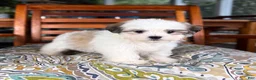 Malshi dogs for sale: Maverick  - Ad 1