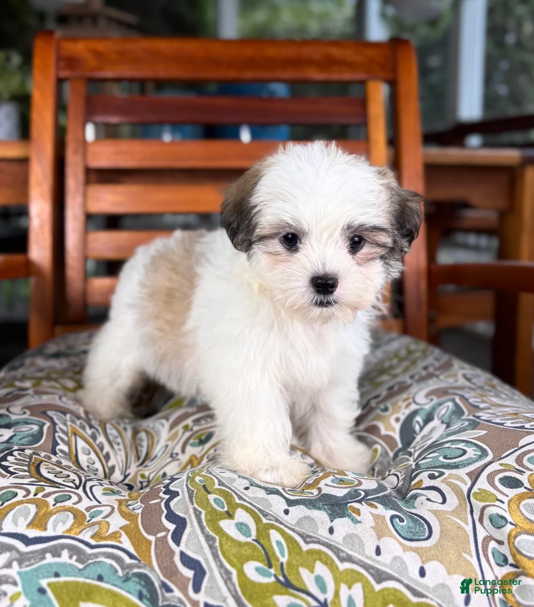 Malshi dogs for sale: Maverick  - Ad 1