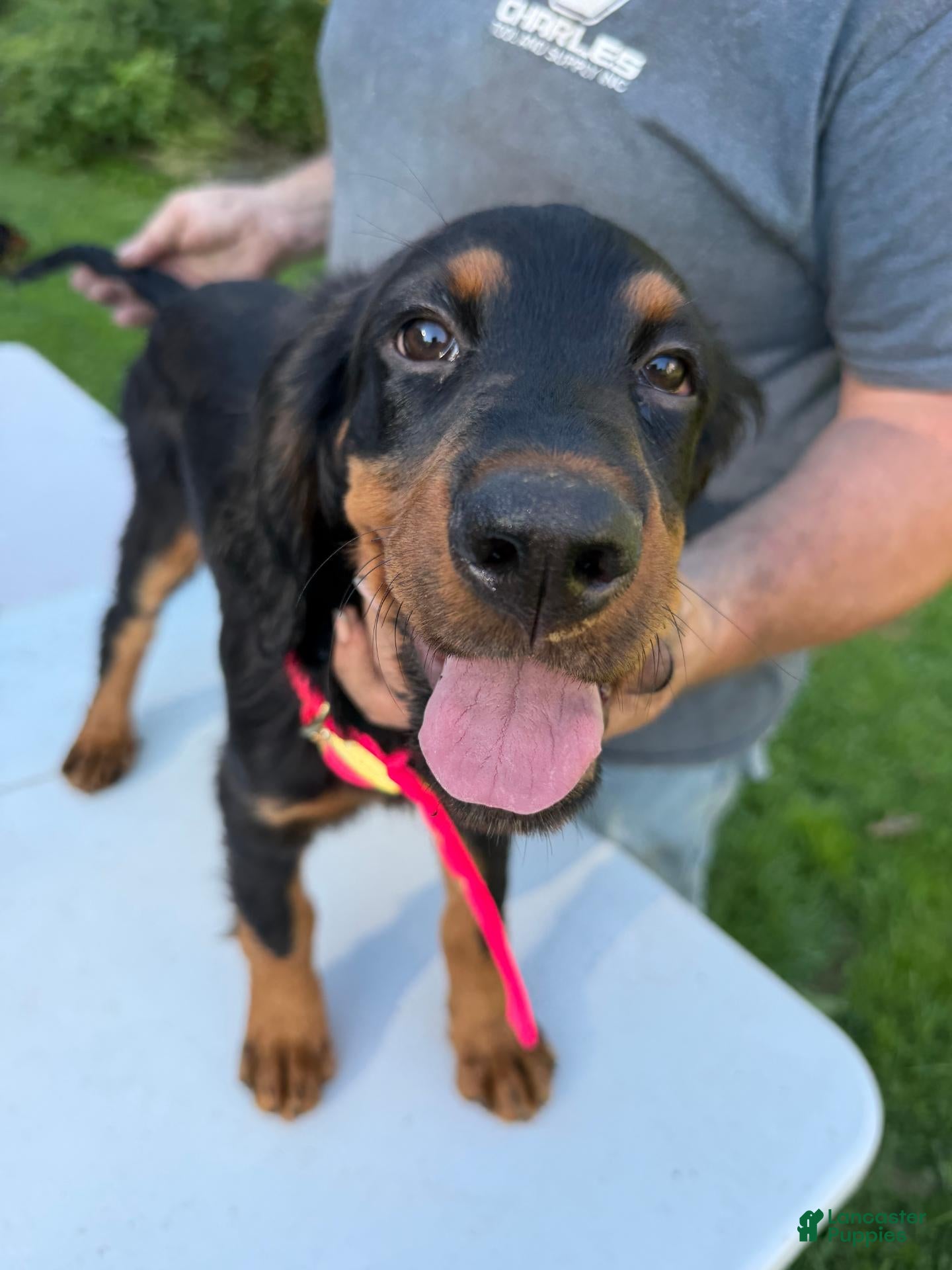 Gordon Setter dogs Orange Boy - Ad 2