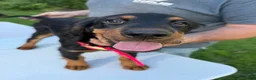 Gordon Setter dogs for sale: Orange Boy - Ad 2