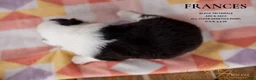 Australian Shepherd dogs for sale: Frances - Ad 2