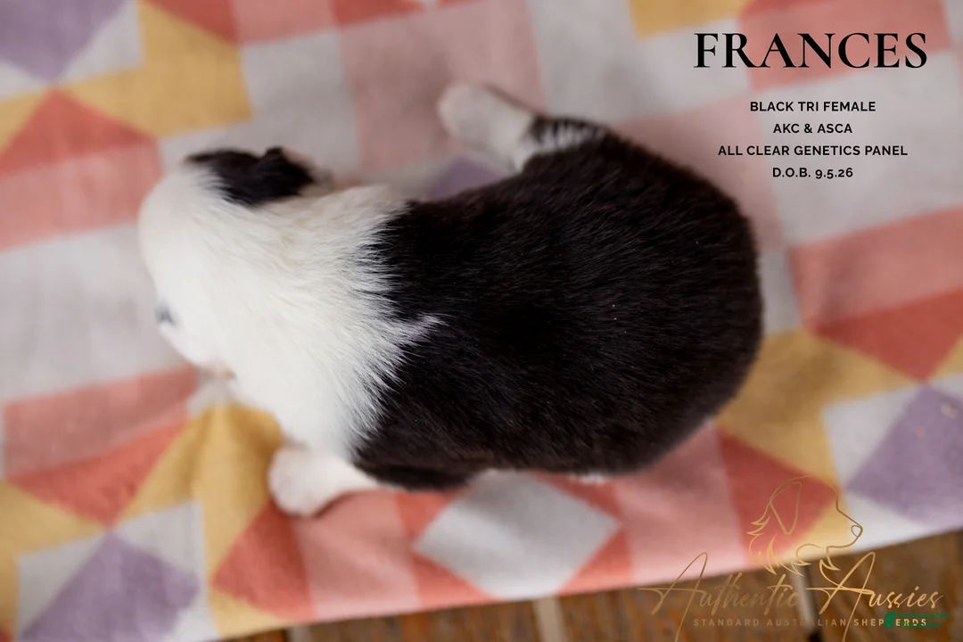 Australian Shepherd dogs for sale: Frances - Ad 2