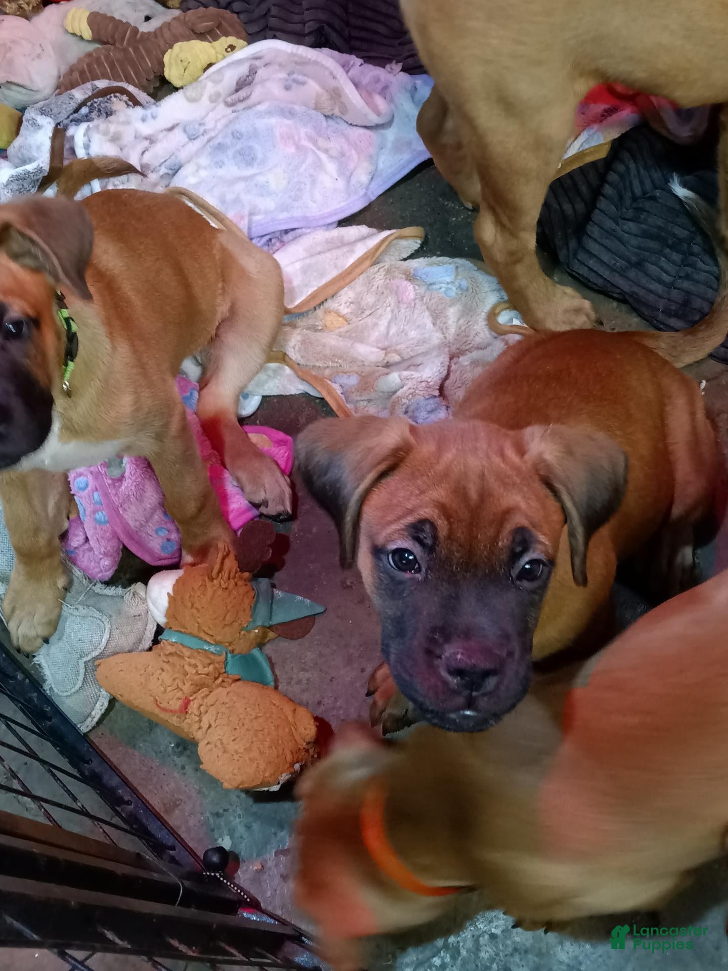 Mixed Breed dogs for sale: Mixed Breed 3 - Ad 41
