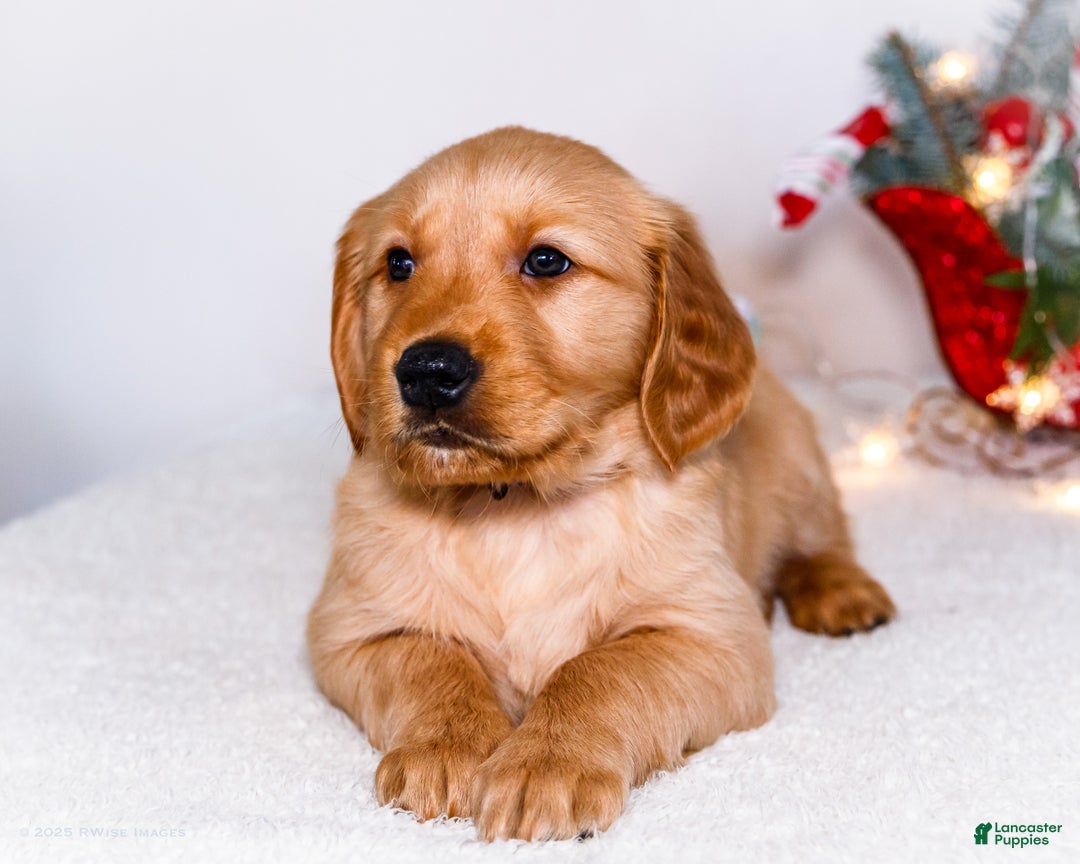 Golden Retriever dogs for sale: Abel - Ad 3