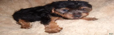 Yorkshire Terrier 1