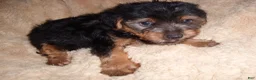 Yorkshire Terrier dogs for sale: Yorkshire Terrier 1 - Ad 1