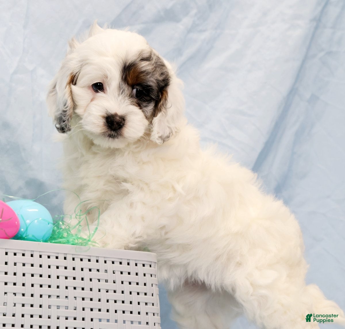 Cockapoo dogs Butter Bella - Ad 1