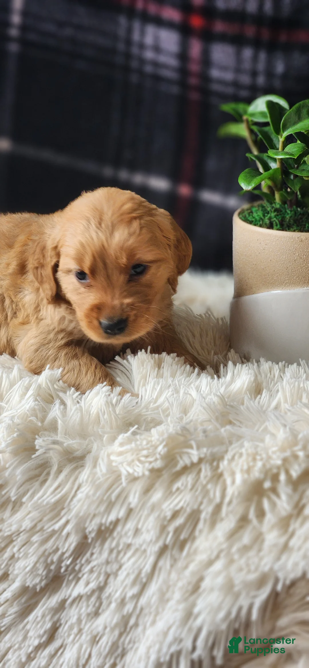 Golden Retriever dogs for sale: Laredo - Ad 2