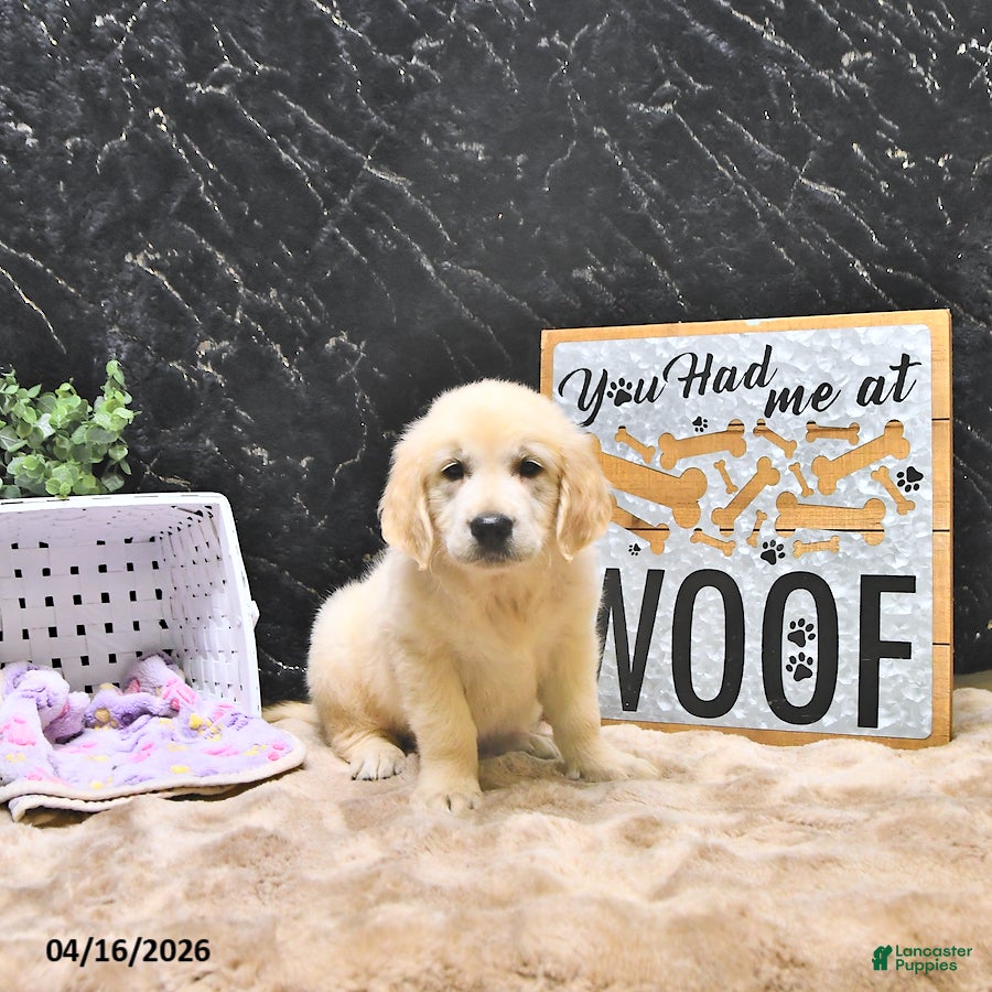 Golden Retriever dogs Moe  - Ad 2