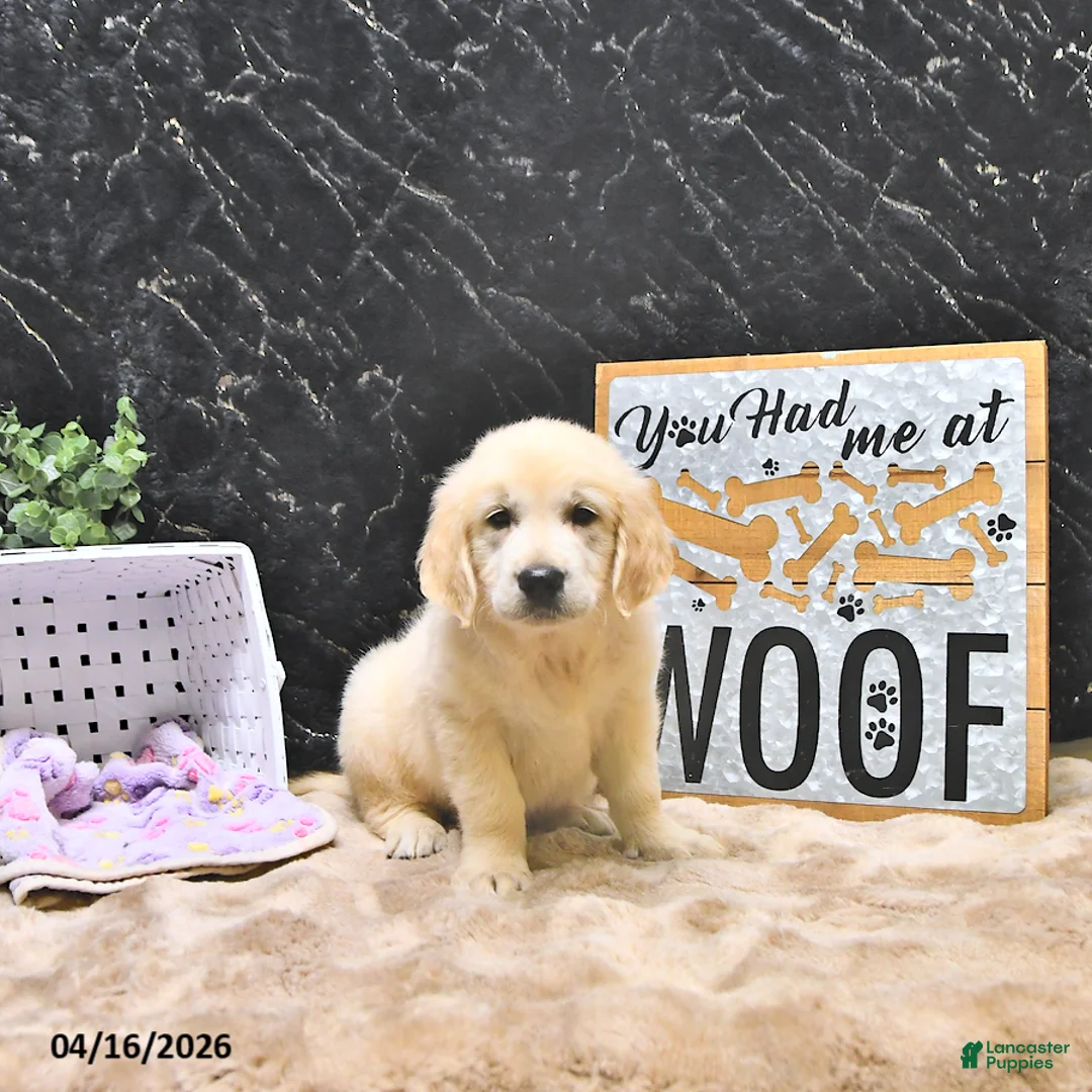 Golden Retriever dogs for sale: Moe  - Ad 2