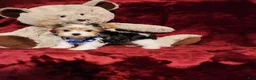 Yorkshire Terrier dogs for sale: JESTER - Ad 4