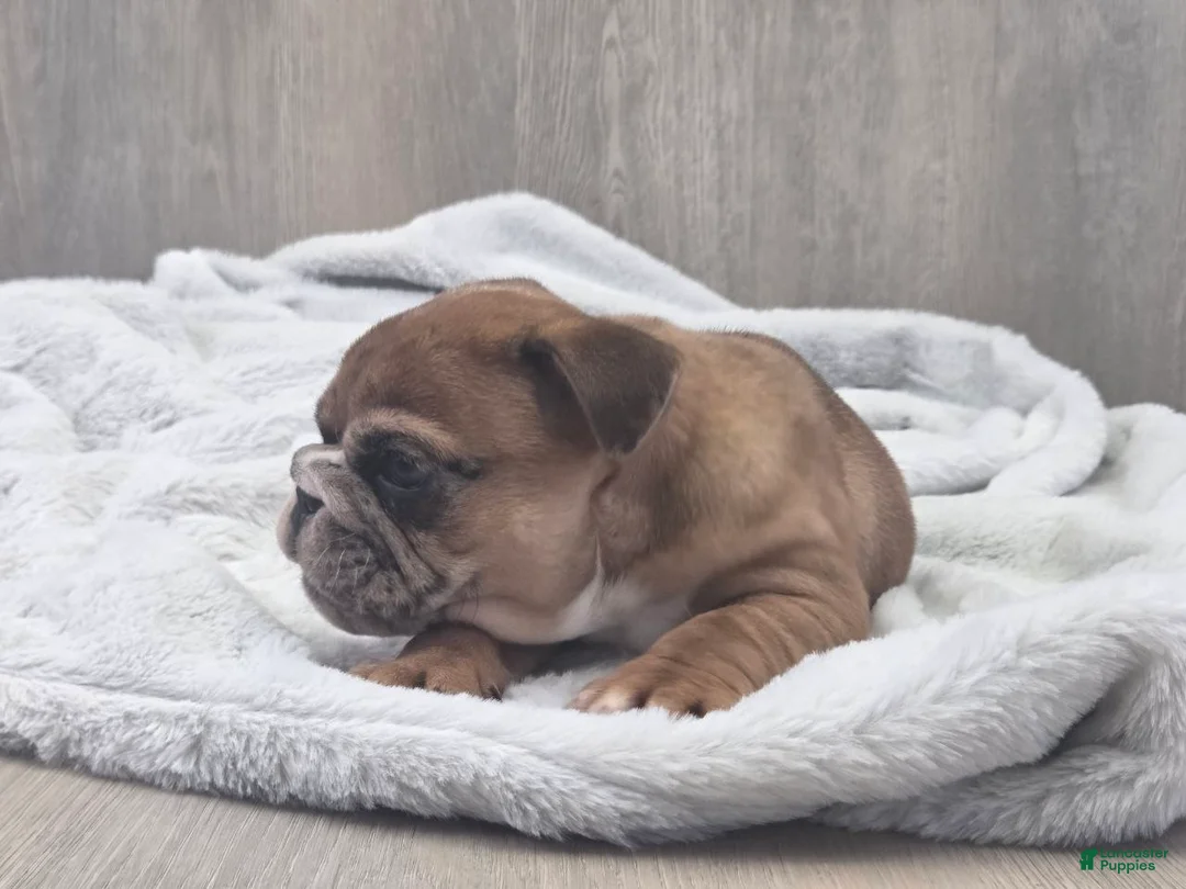 English Bulldog dogs for sale: Kelsi - Ad 2