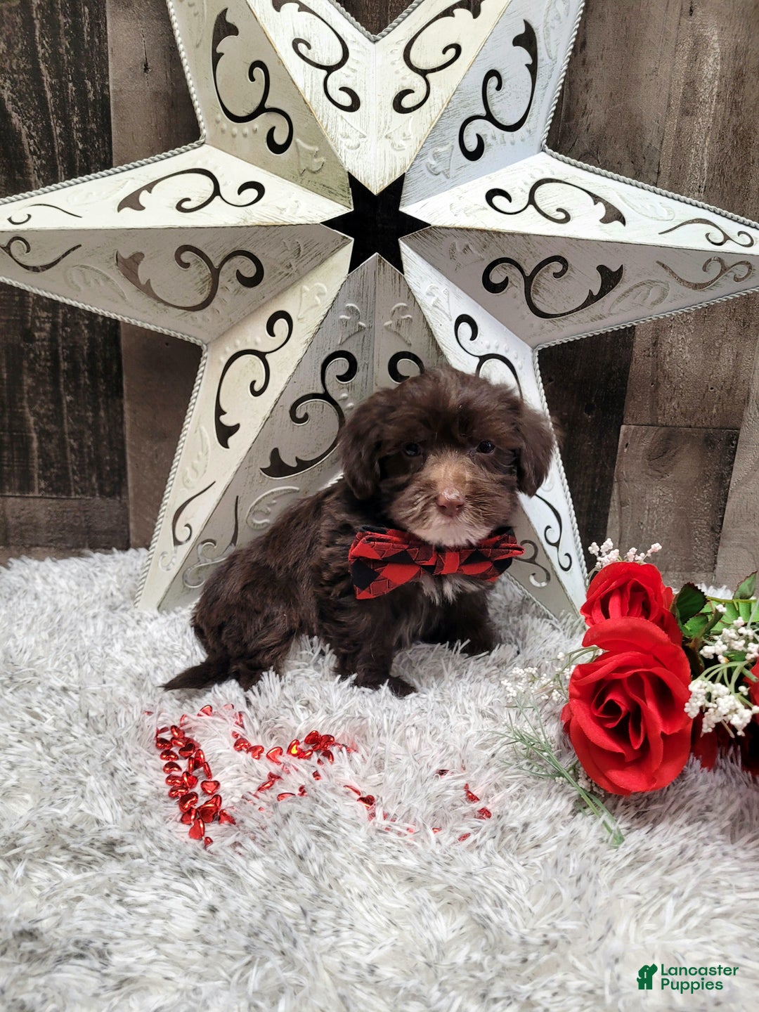 Mixed Breed dogs for sale: Brownie - Ad 10