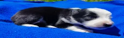 Border Collie dogs for sale: Skipper  - Ad 21