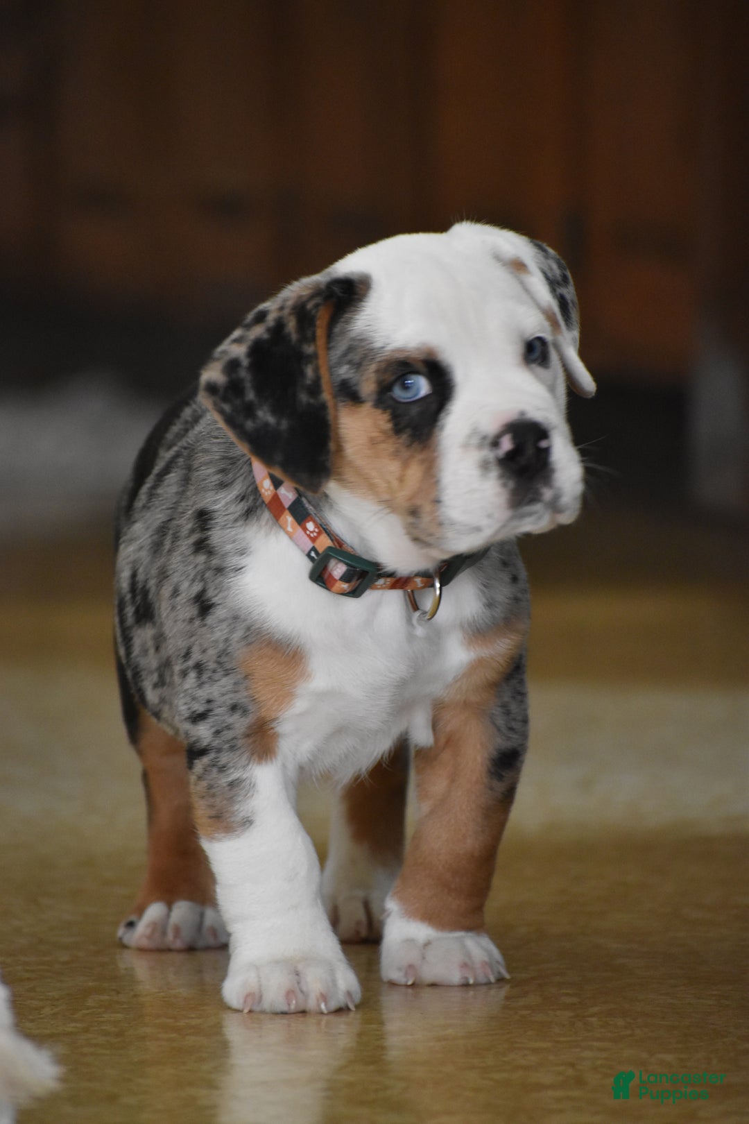 Mixed Breed dogs for sale: Cobalt - Ad 3