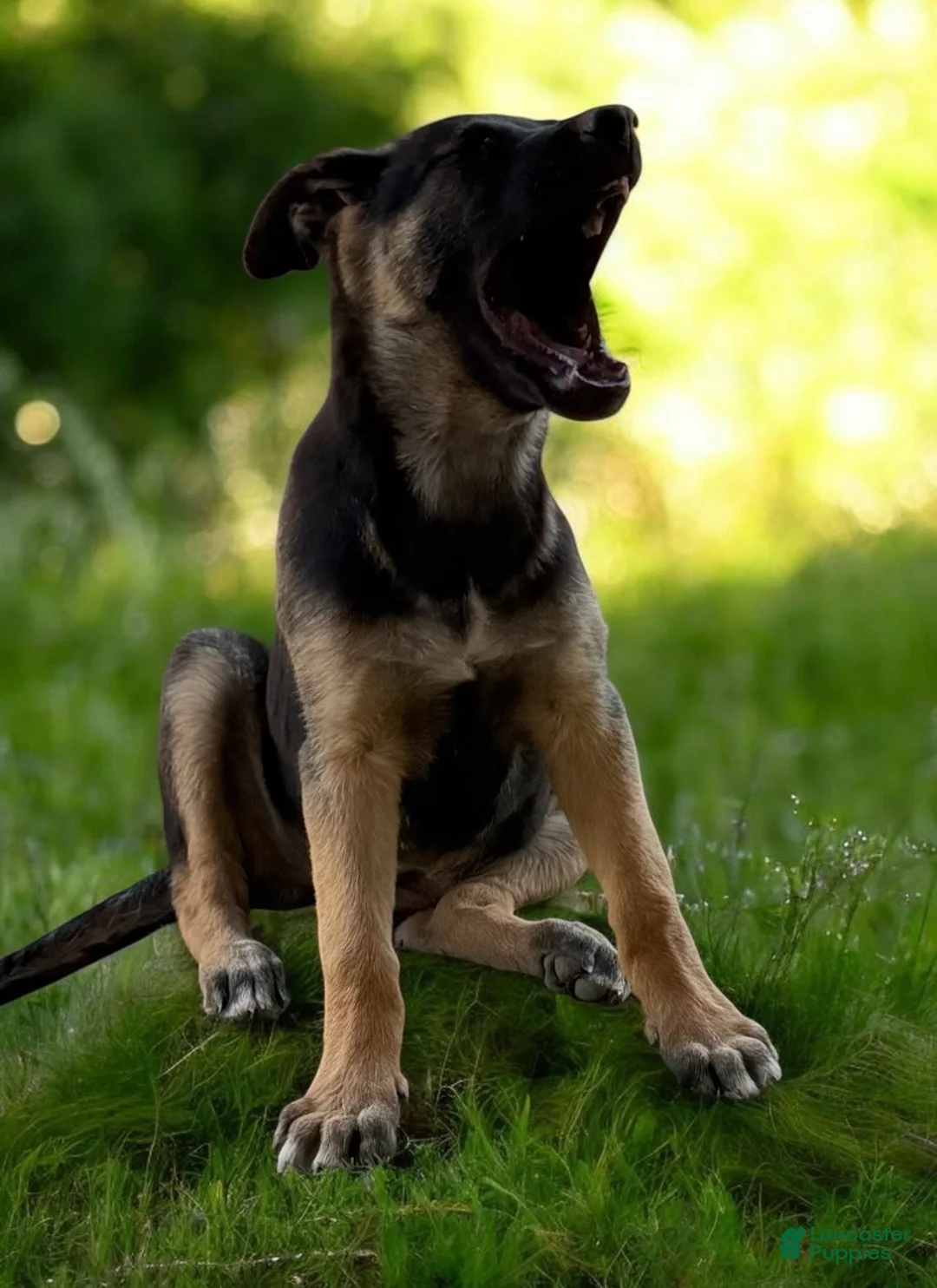German Shepherd dogs for sale: German Shepherd Puppy 7 - Ad 16