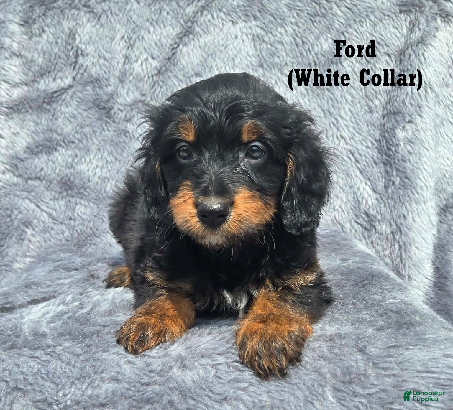 Mini Aussiedoodle dogs Ford - Ad 2