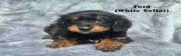 Mini Aussiedoodle dogs for sale: Ford - Ad 2