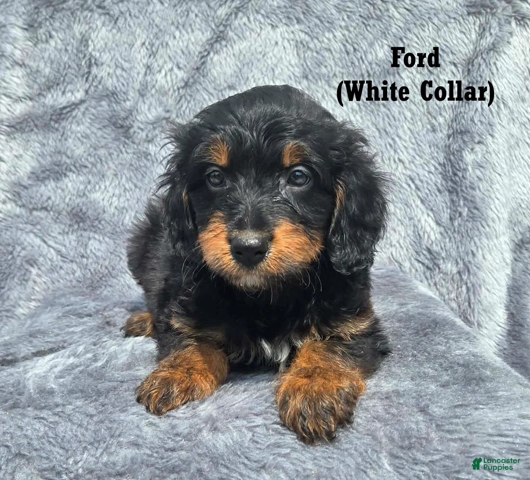 Mini Aussiedoodle dogs for sale: Ford - Ad 2