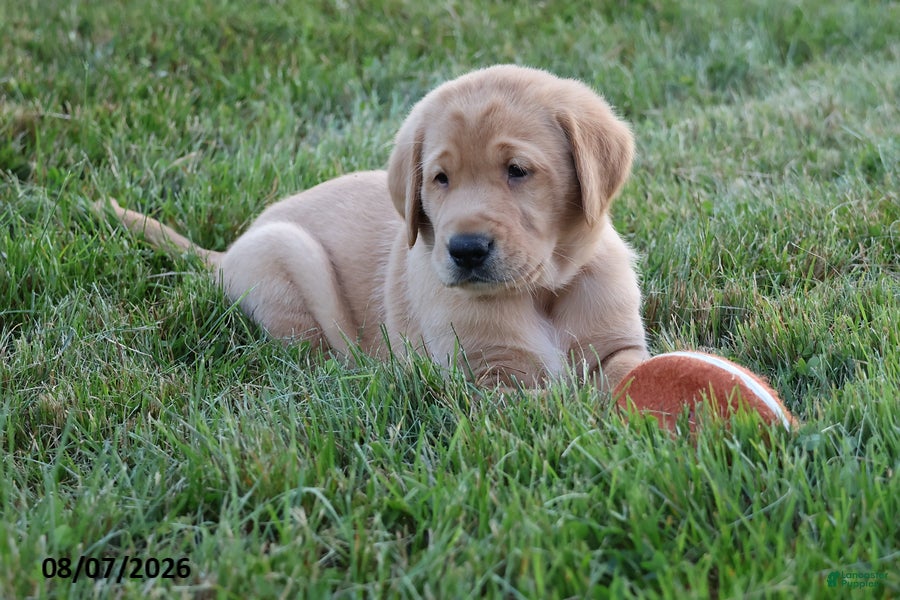 Goldador dogs Titan - Ad 2
