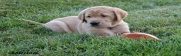 Goldador dogs for sale: Titan - Ad 2