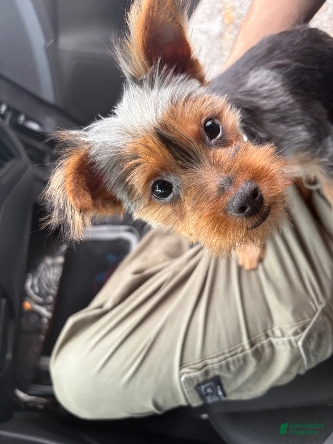 Yorkshire Terrier dogs for sale: Yorkshire Terrier Puppy 1 - Ad 1
