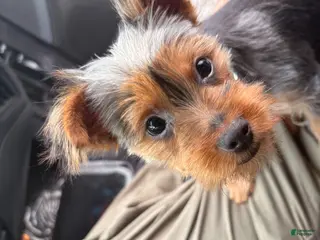 Yorkshire Terrier dogs Yorkshire Terrier Puppy 1 - Ad 13