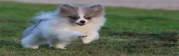 Pomeranian dogs for sale: Twirls - Ad 1