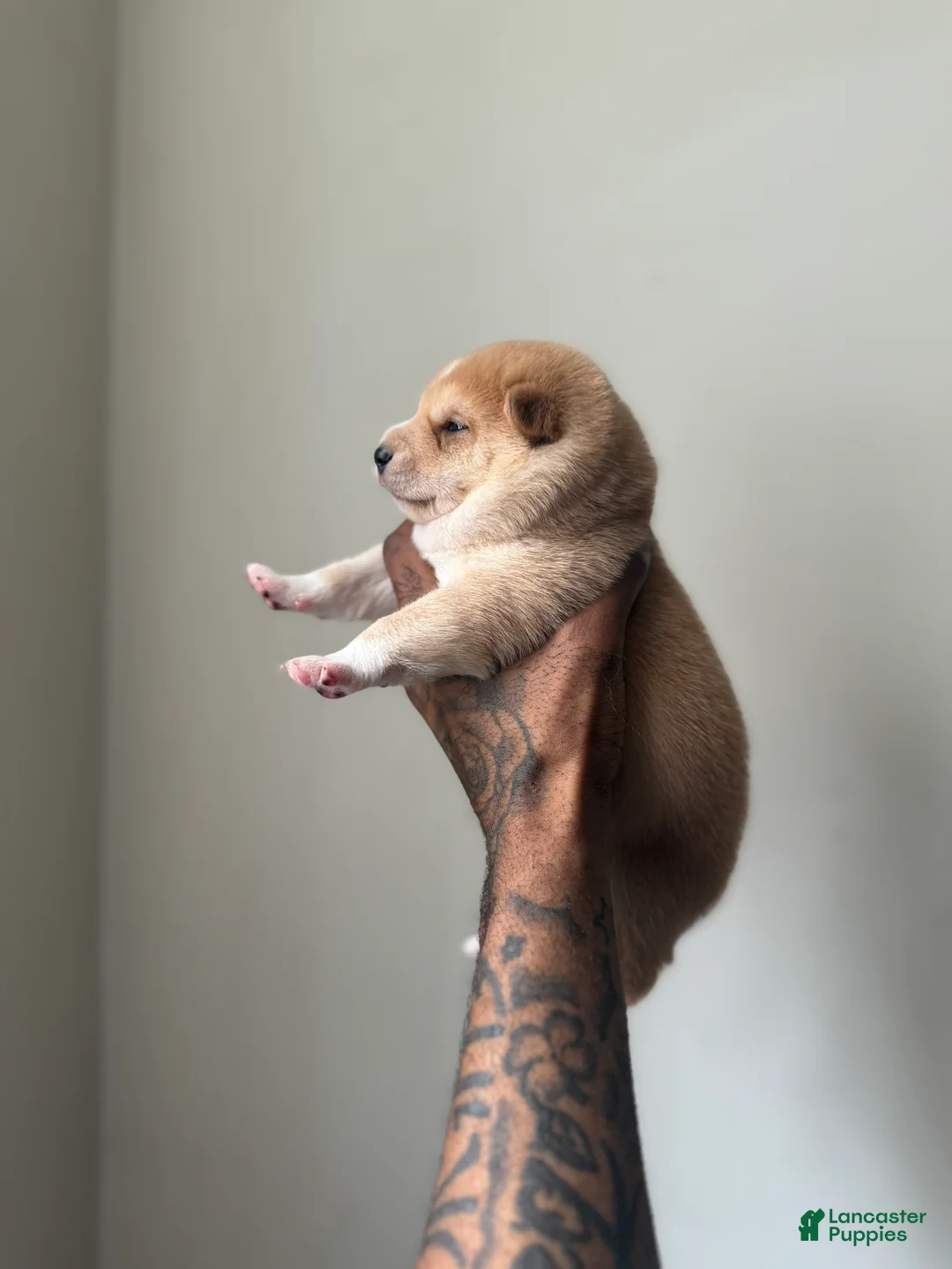 Shiba Inu dogs for sale: Chan - Ad 2