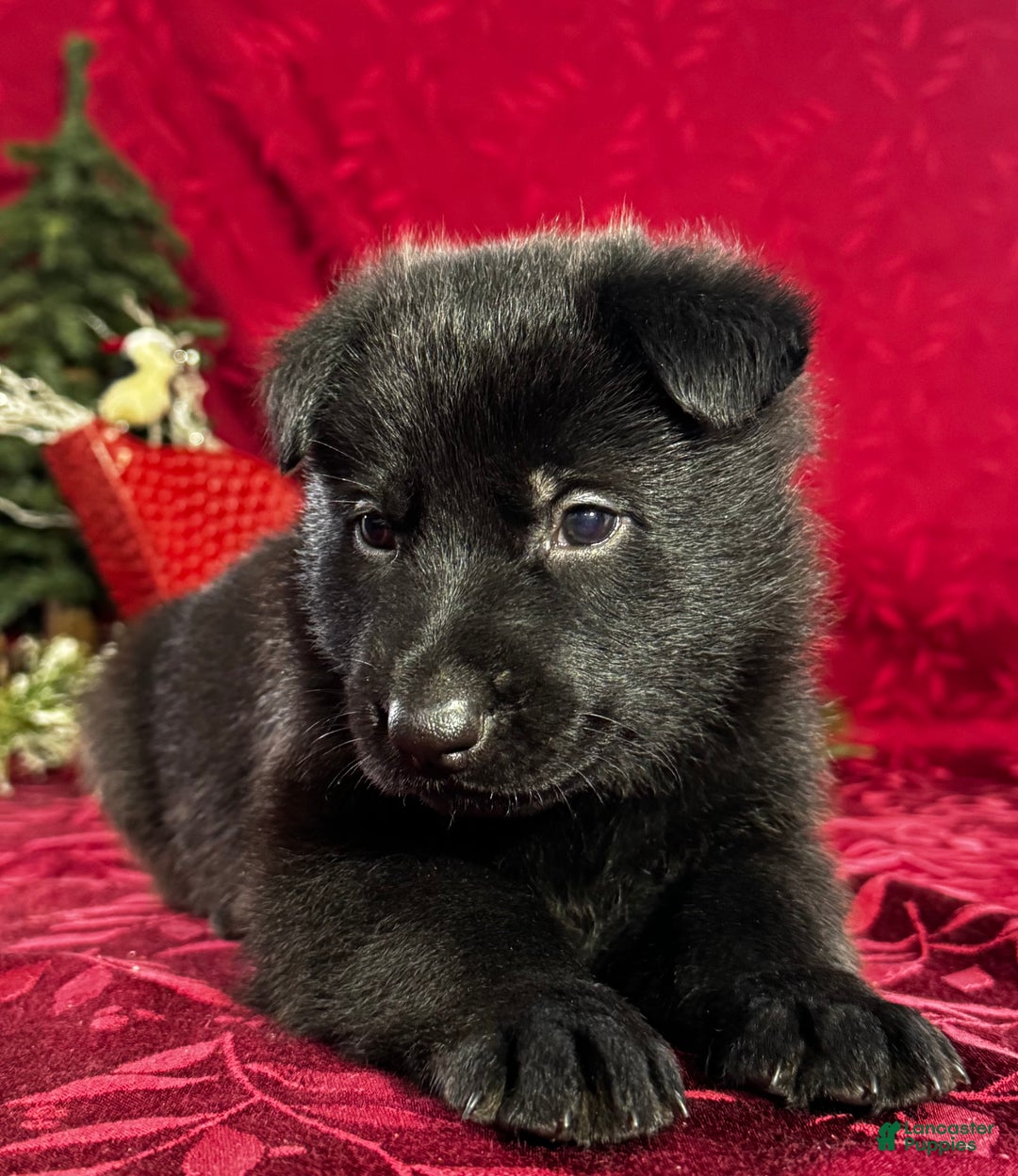 German Shepherd dogs for sale: Durango - Ad 5