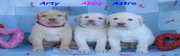 Labrador Retriever dogs for sale: Astro - Ad 6