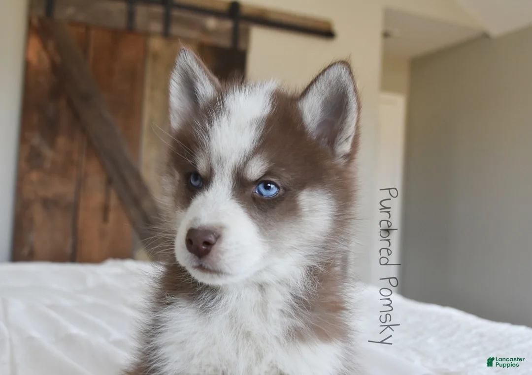 Pomsky dogs for sale: Walker - Ad 2
