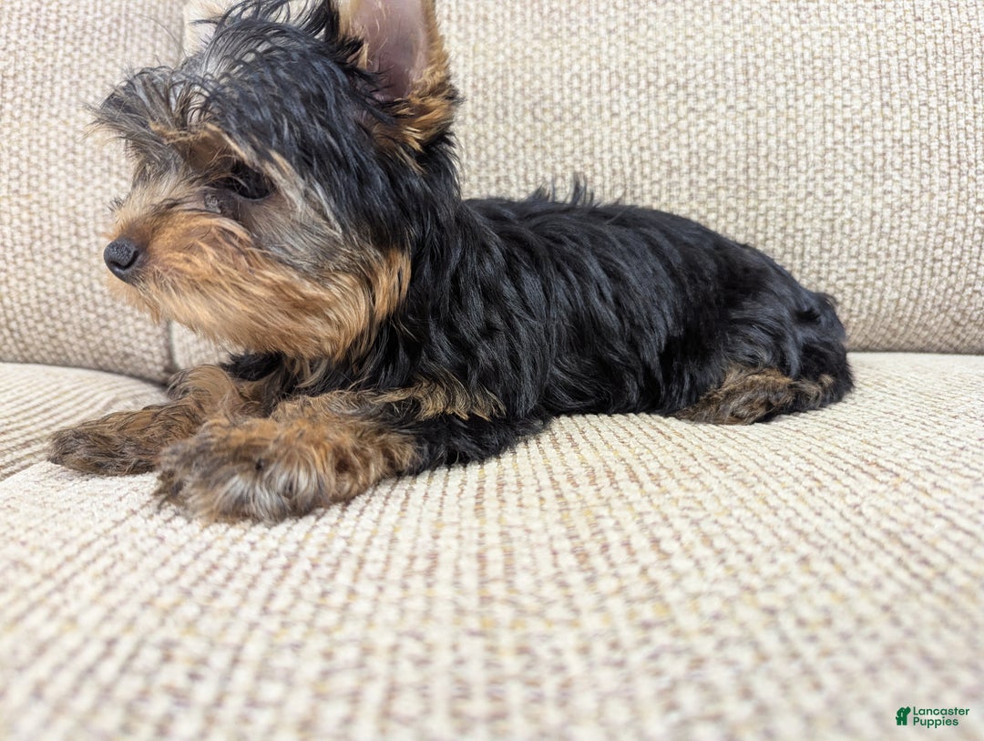Yorkshire Terrier dogs for sale: Yorkshire Terrier Puppy 1 - Ad 2