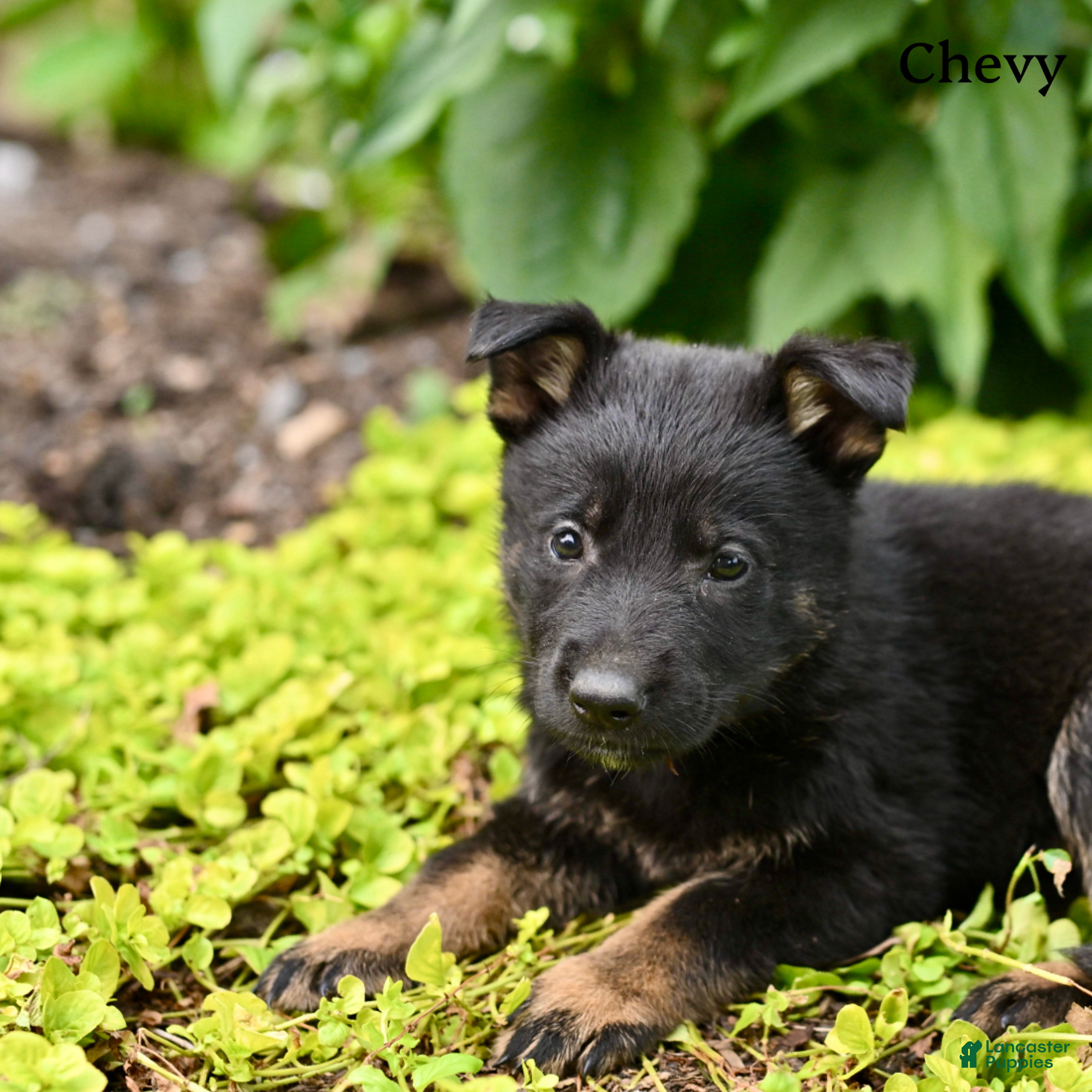 German Shepherd dogs Chevy - Ad 2