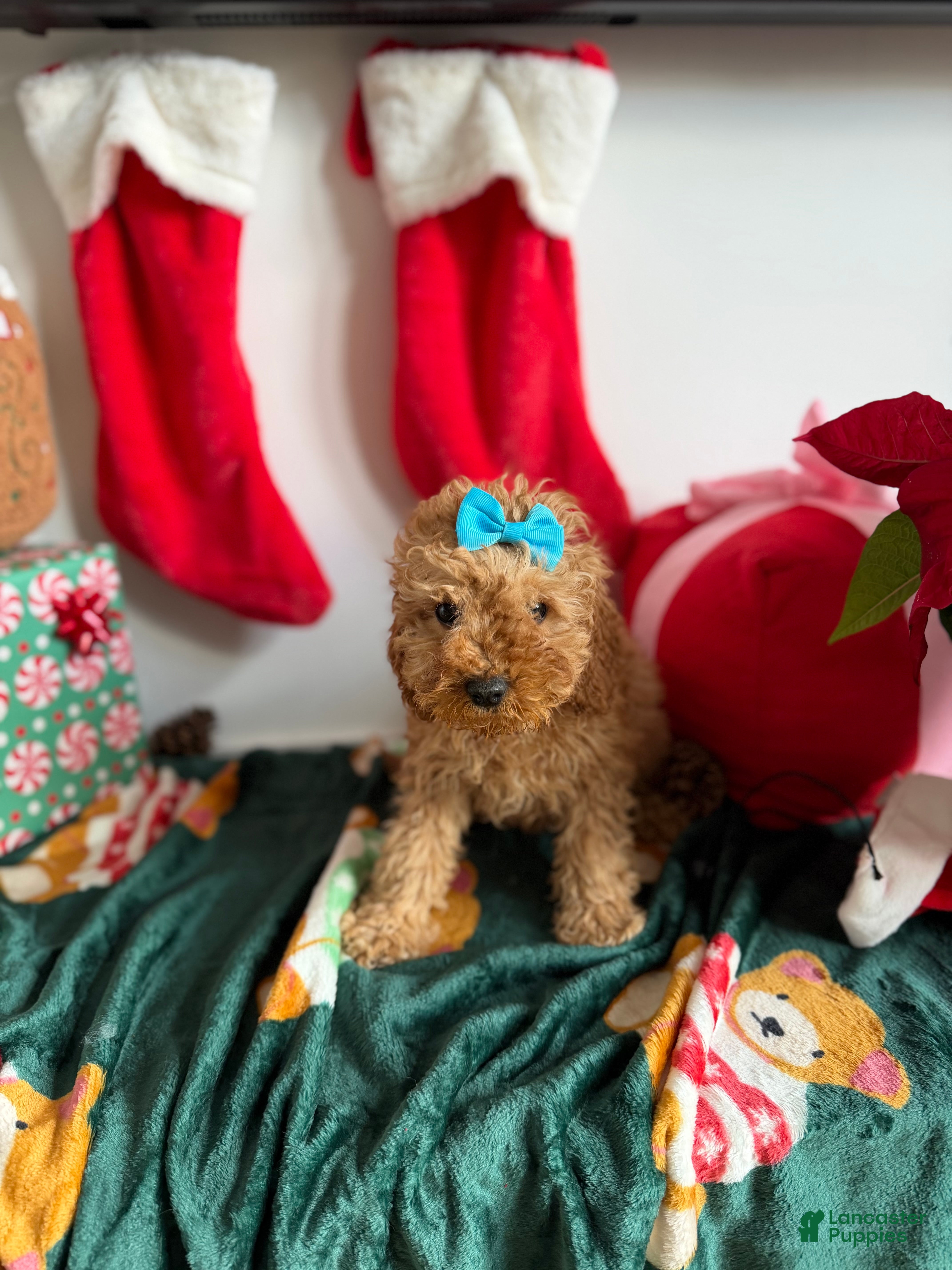 Mixed Breed dogs Mia - Ad 34