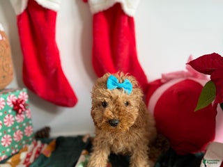 Mixed Breed dogs Mia - Ad 34