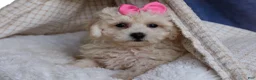 Bichpoo dogs for sale: NANCY - Ad 8
