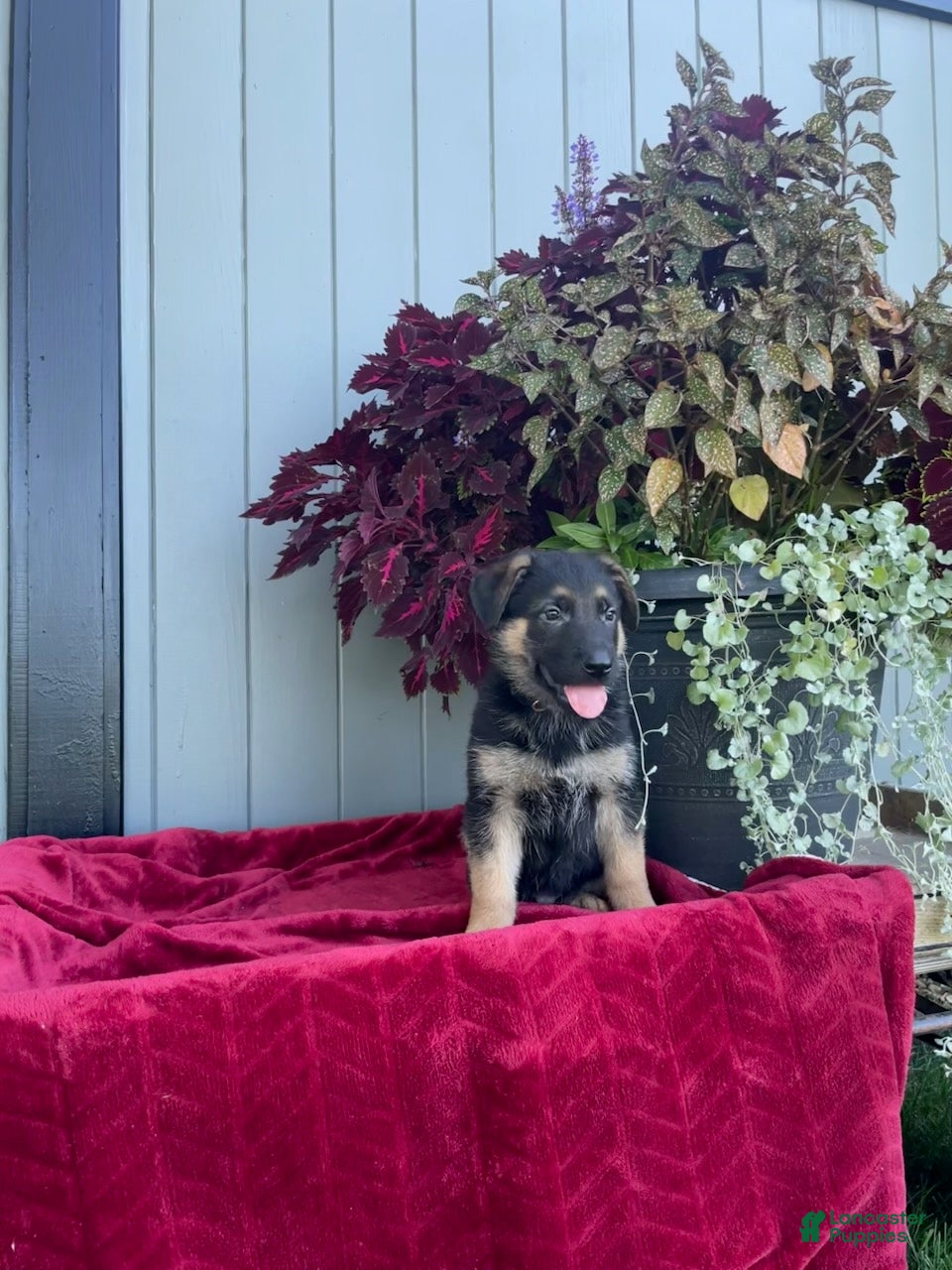 German Shepherd dogs Kluster - Ad 1
